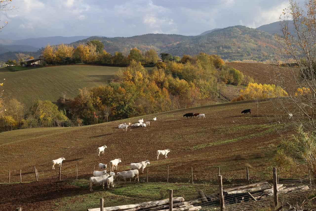 Villa Agriturismo La Colombaia à Vicchio Extérieur photo